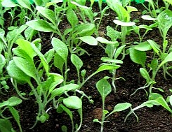 Small Nicotiana Tabacum Plants 